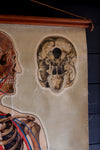 Vintage Anatomical Chart - J Teck: Pulse points with Skull-Anatomy Boutique-Anatomy Boutique