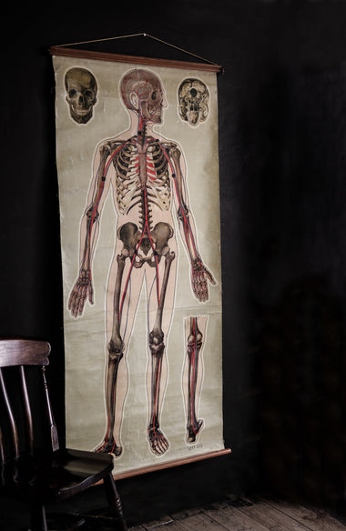 Vintage Anatomical Chart - J Teck: Pulse points with Skull-Anatomy Boutique-Anatomy Boutique
