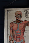Vintage Anatomical Chart - Robert Holding: Uses of the Muscles-Anatomy Boutique-Anatomy Boutique