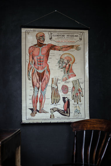 Vintage Anatomical Chart - Robert Holding: Uses of the Muscles-Anatomy Boutique-Anatomy Boutique